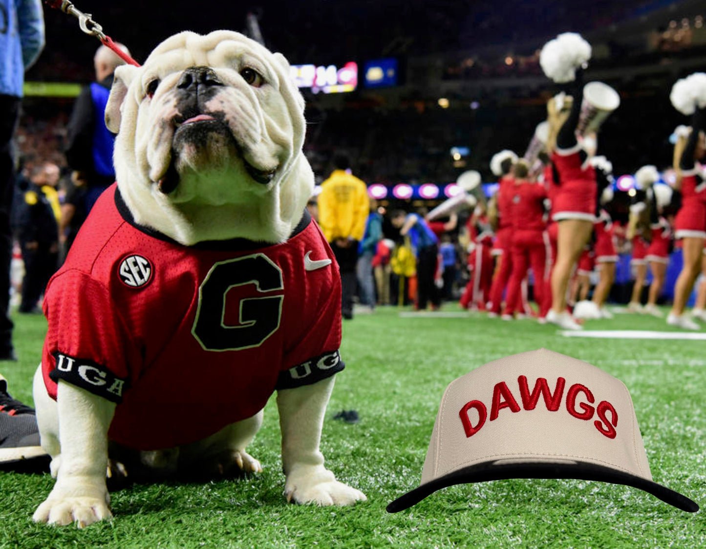 Dawgs